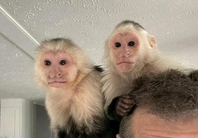 Tamed lovely marmoset and Capuchin