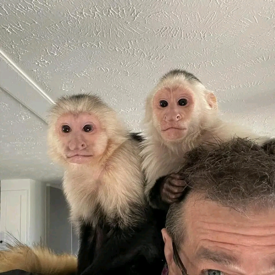 Tamed lovely marmoset and Capuchin