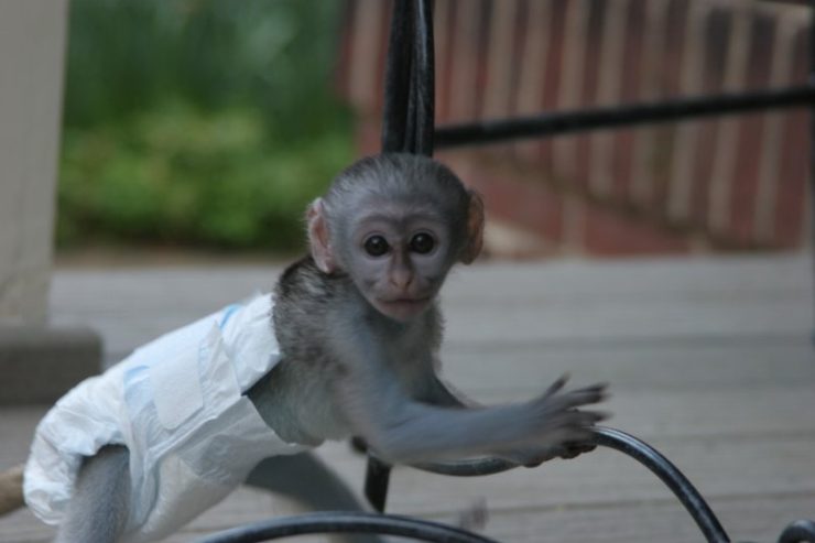Quality Capuchin Monkeys For Adoption