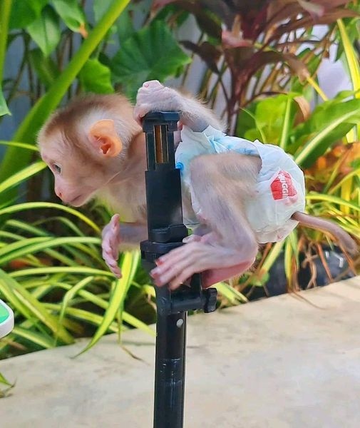at-the-ready Capuchin monkeys