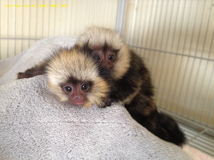 Trained and Adorable and Sweet Marmoset Monkeys