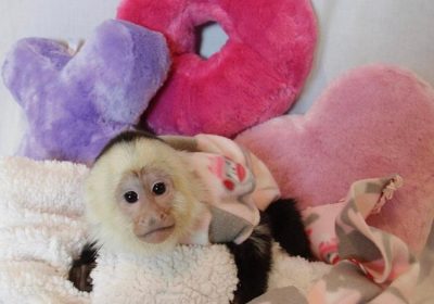 outstanding baby capuchin monkeys