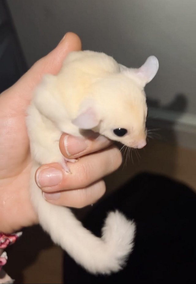 READY NOW Leucistic sugar glider baby male
