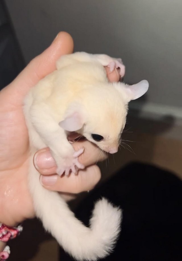 READY NOW Leucistic sugar glider baby male