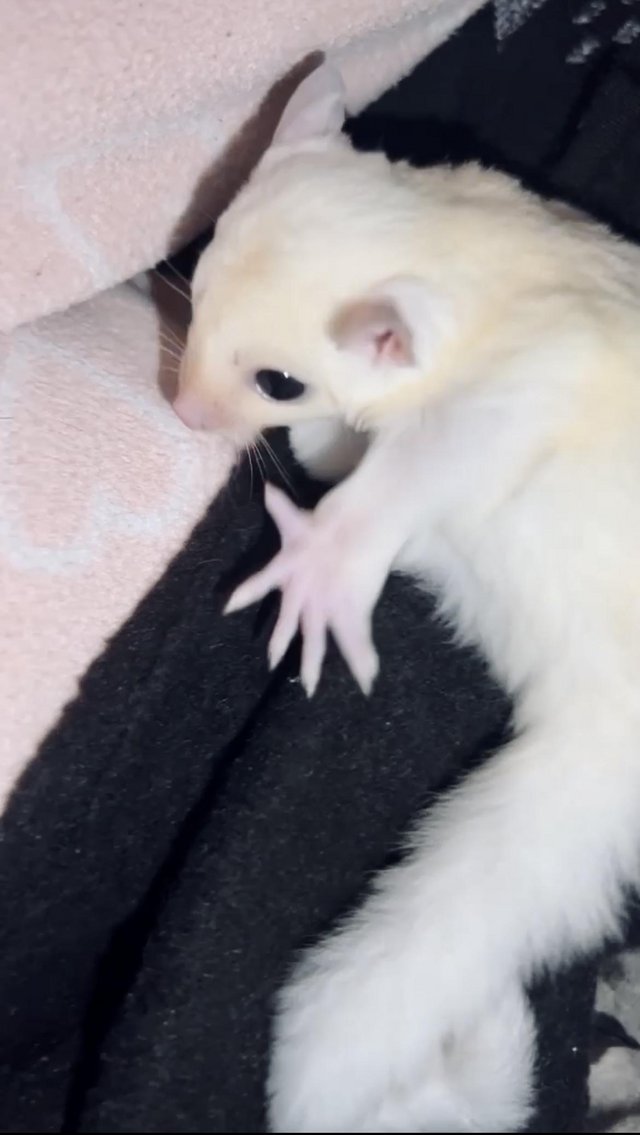 READY NOW Leucistic sugar glider baby male