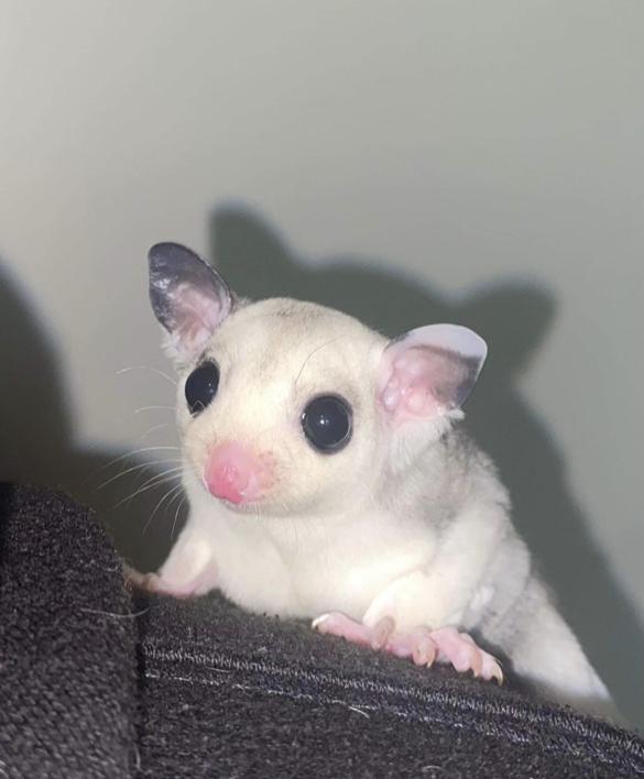 Pair of female Joey sugar gliders