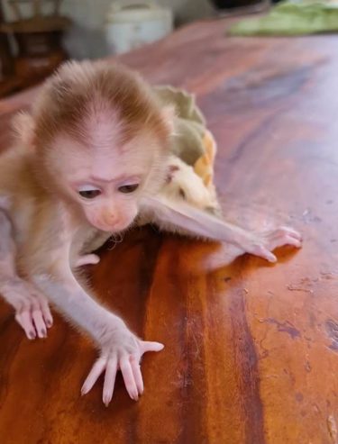loved Capuchin monkeys