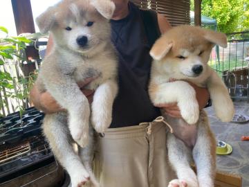 Amateur breeding:Akita Puppies available,