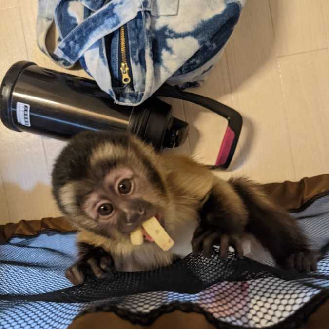 Smart vet check capuchin monkey for adoption