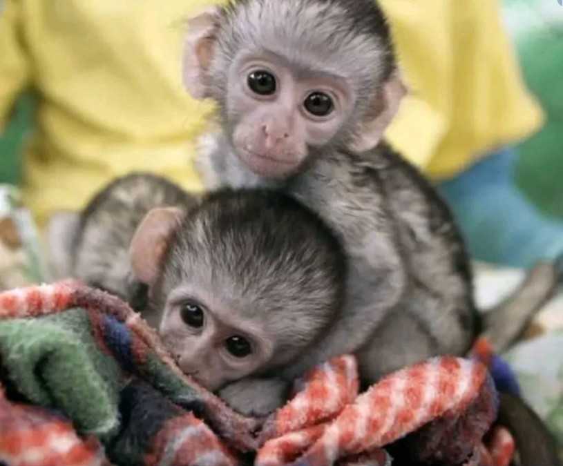 Top Quality Baby Capuchin Monkeys For Re-Homing