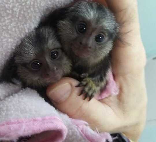 Finger Marmosets, Capuchin Monkeys