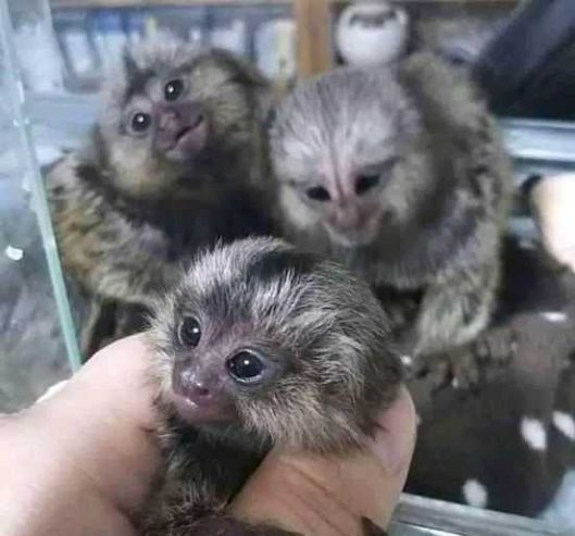 Marmoset Monkeys, capuchin Monkeys