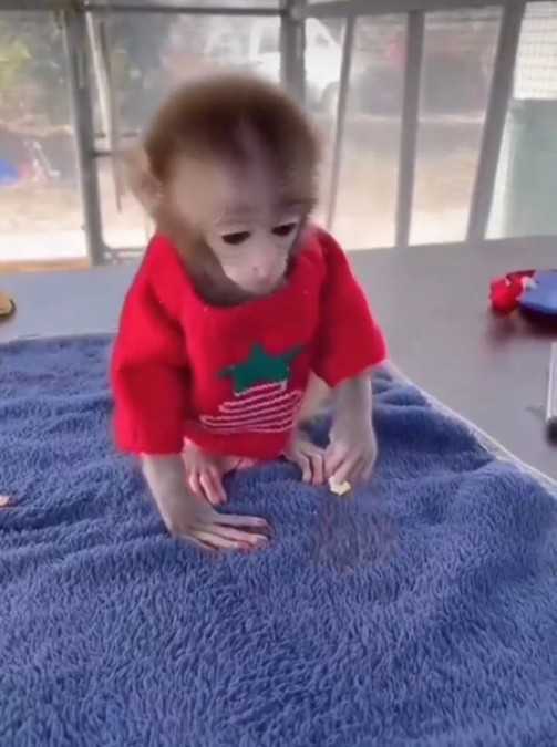 Adorable Squirrel Monkeys