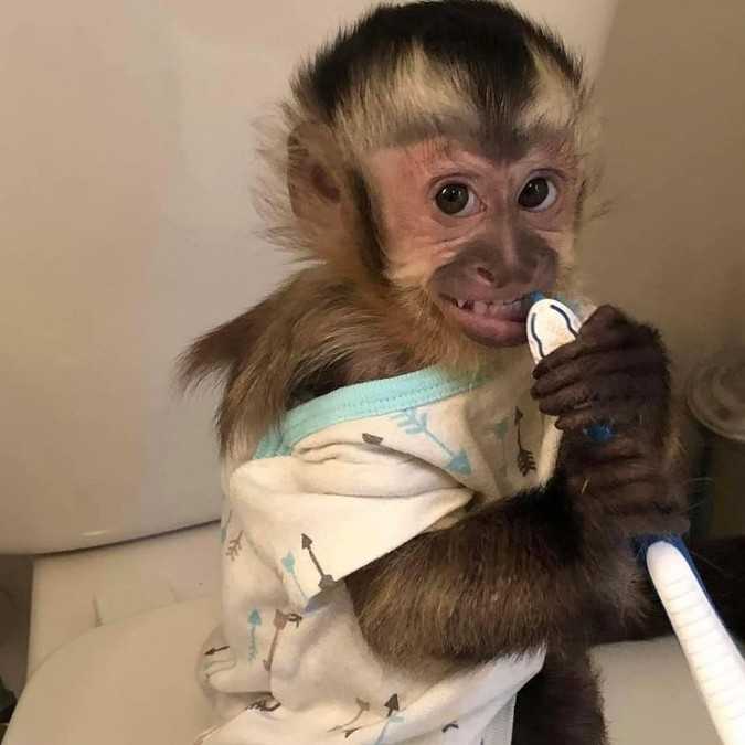 Wonderful indoor raised capuchin monkey for adoption