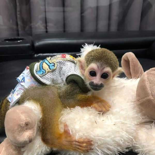 Registered male and female Squirrel monkeys for adop