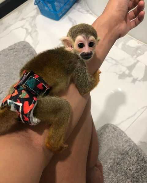 Very healthy Squirrel for adoption now