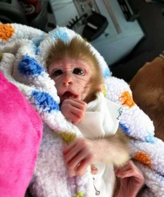 Baby face Capuchin monkeys