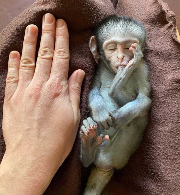 Cute Baby CAPUCHIN Monkeys