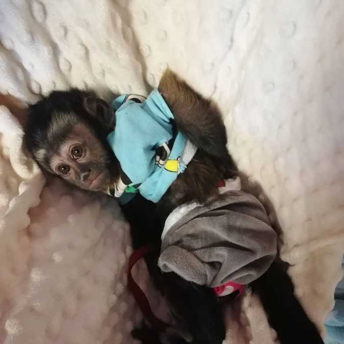 Affectionate lovely male and female Capuchin Monkeys