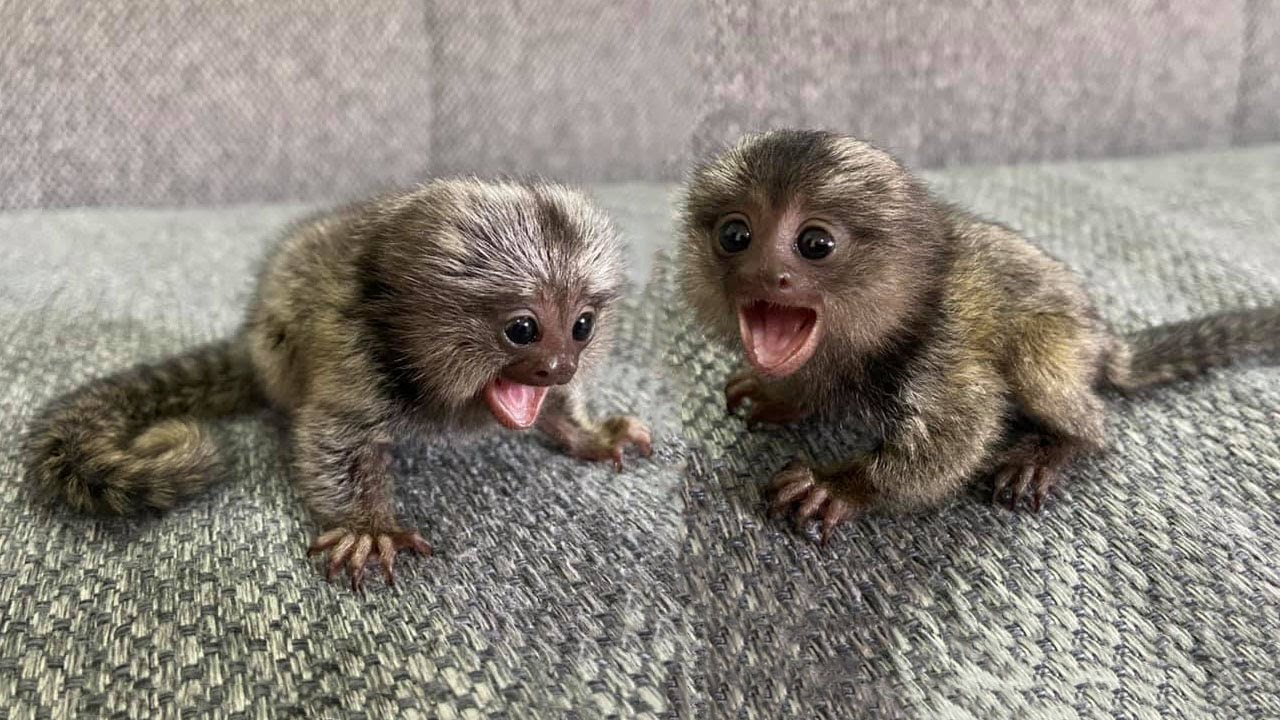 CAPUCHIN MONKEYS AVAILABLE FOR ADOPTION