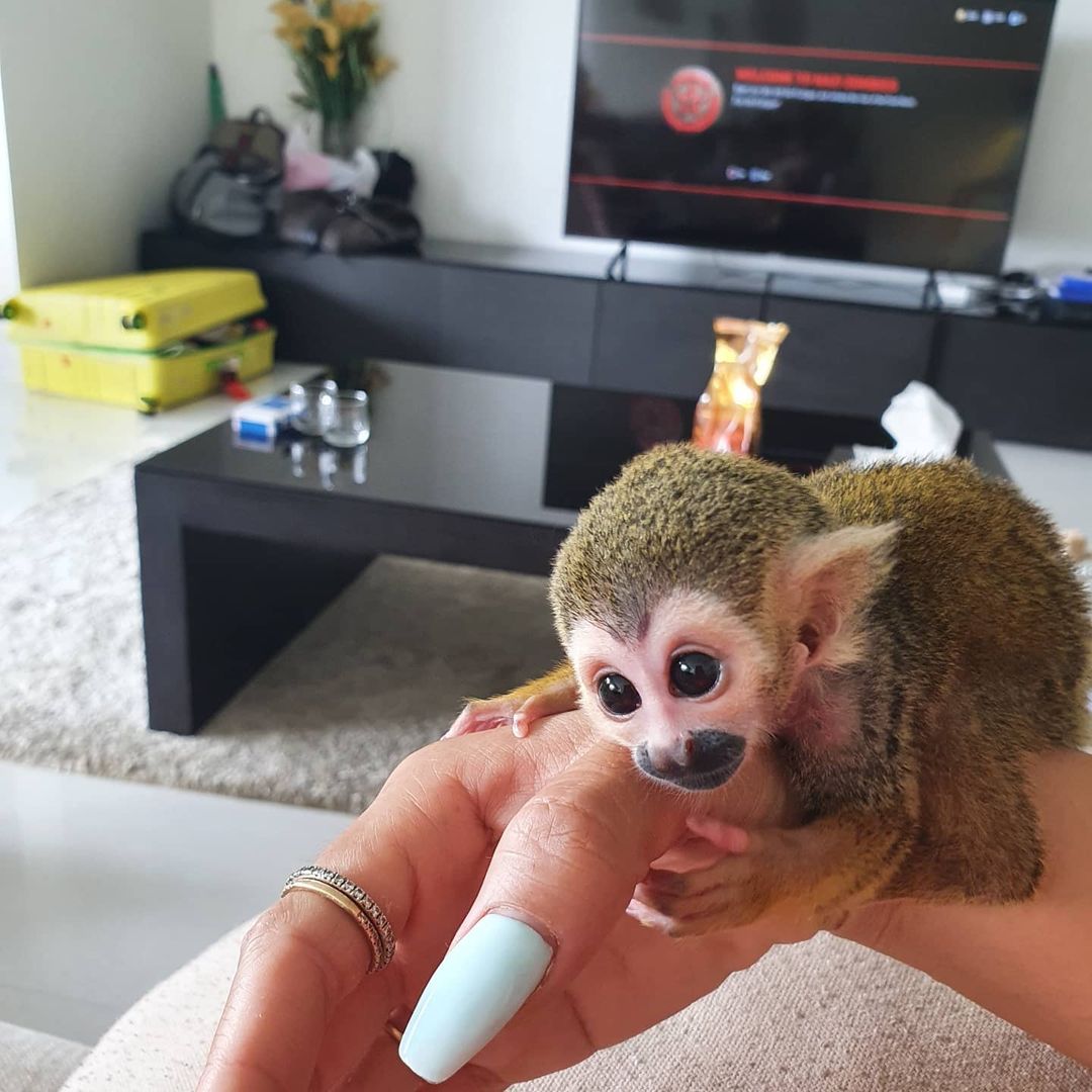 Friendly Home Trained Squirrel Monkeys For Sale