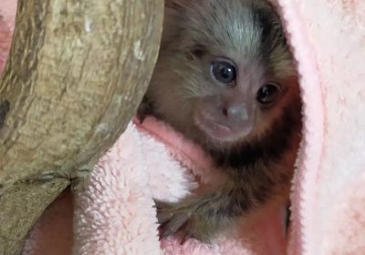 Marmoset Babies For Sell