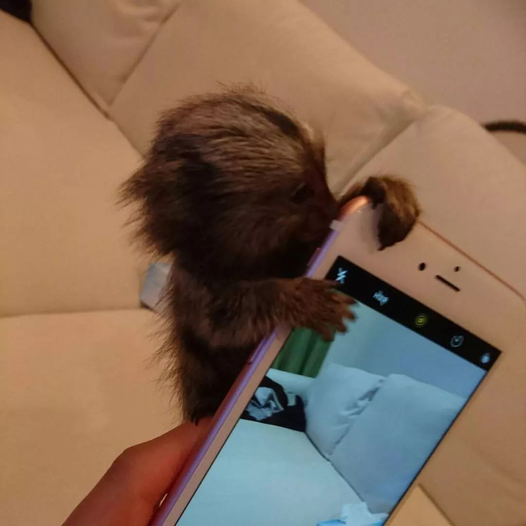 Two Clean Marmoset Monkeys