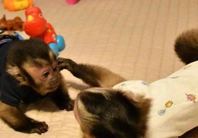 Little Marmoset Monkey Available