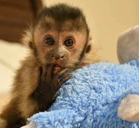 Good looking and healthy Monkeys for adoption