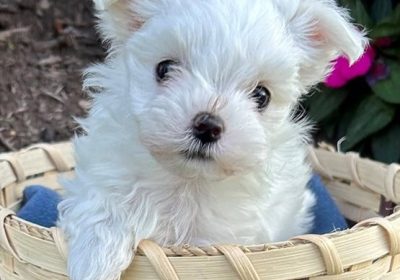 Well Trained Gorgeous Maltese Puppies Available