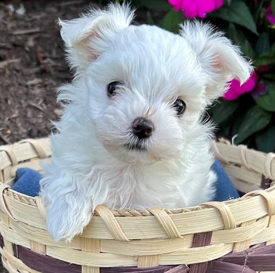 Well Trained Gorgeous Maltese Puppies Available