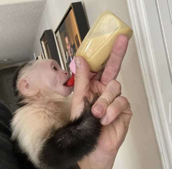 Socialized Capuchin monkeys for adoption now fully ready to Go