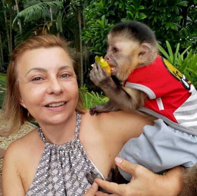 Socialized Capuchin monkeys for adoption now fully ready to Go