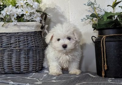 Precious Teacup Maltese Puppy