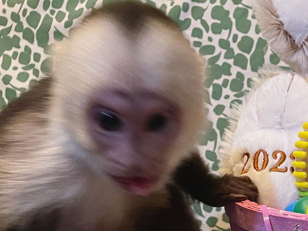 Cute Capuncin Monkeys For Sale