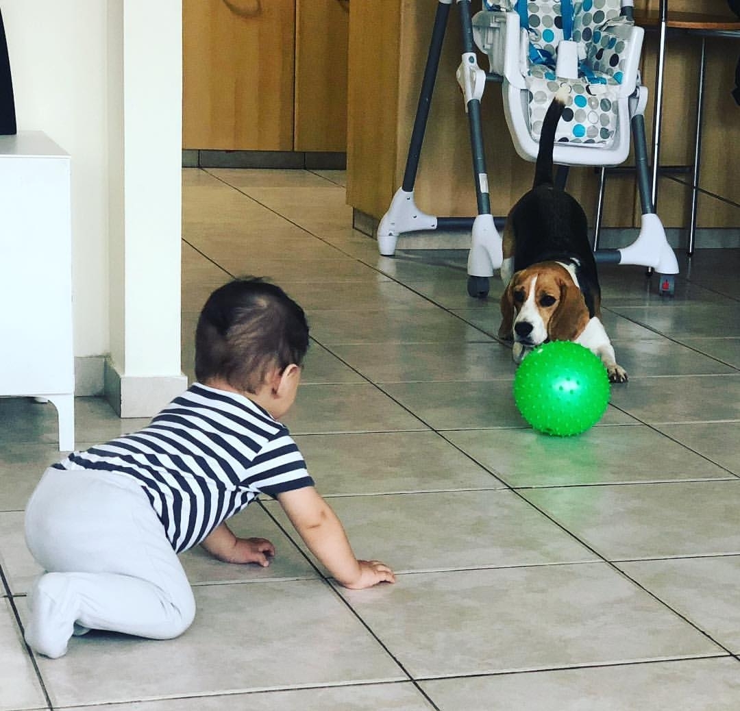 Beagle Puppies Available Cute and adorable male and female ready for new homes.