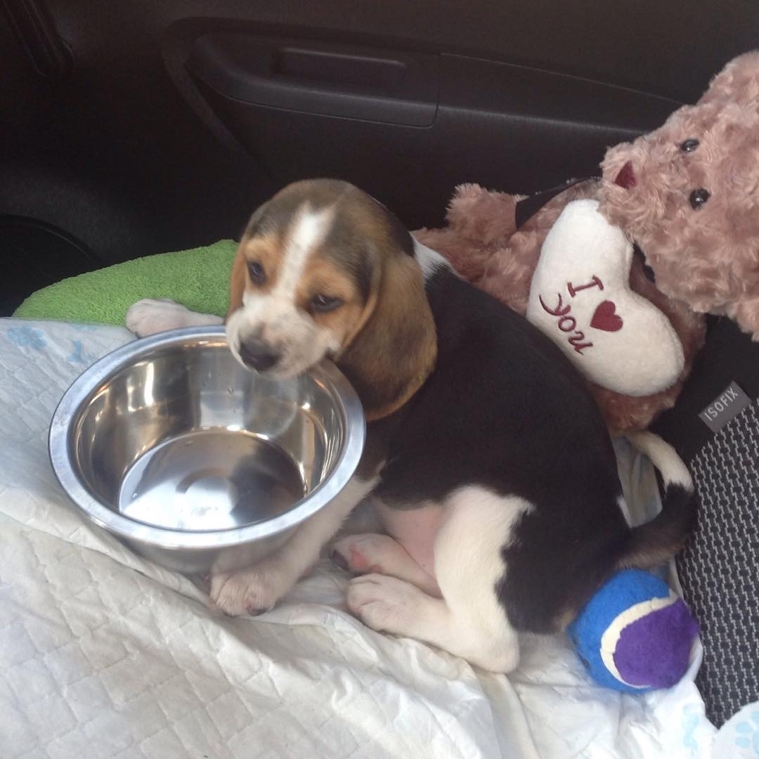 Beagle Puppies Available Cute and adorable male and female ready for new homes.