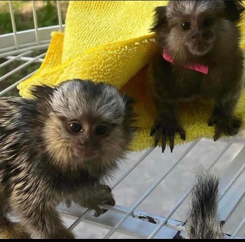 male and female baby marmoset looking for new homes