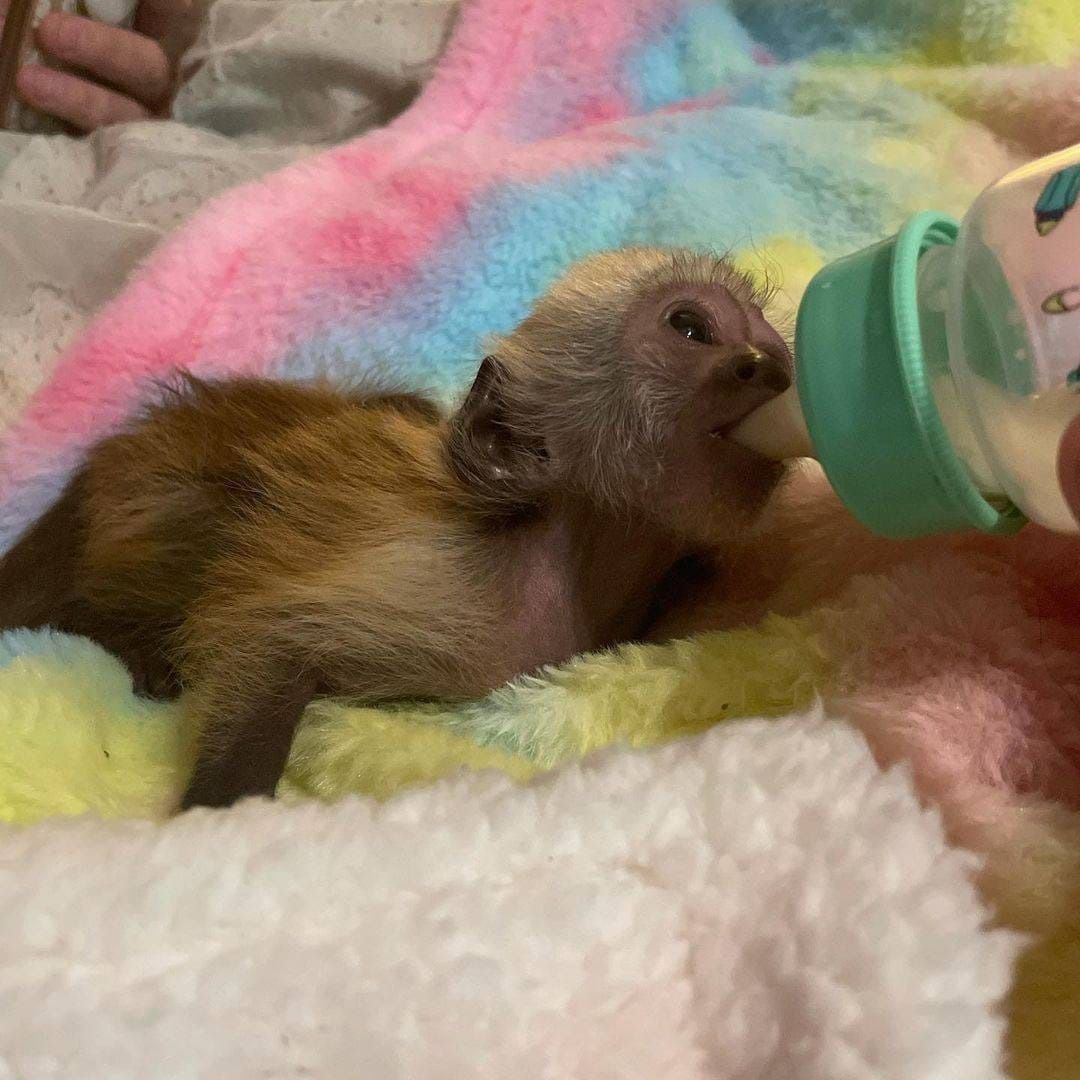 Lovely and playful capuchin and marmoset monkeys