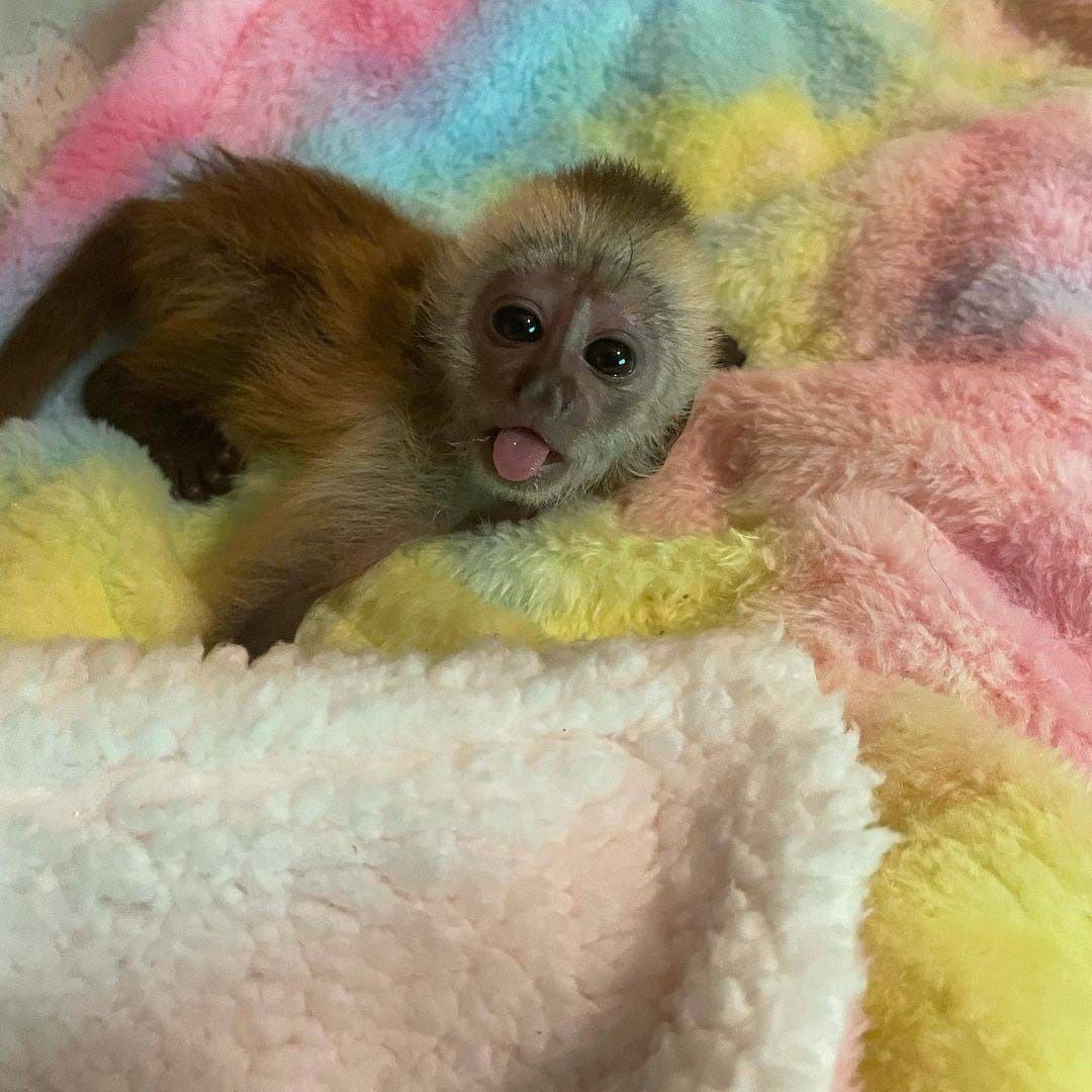Lovely and playful capuchin and marmoset monkeys