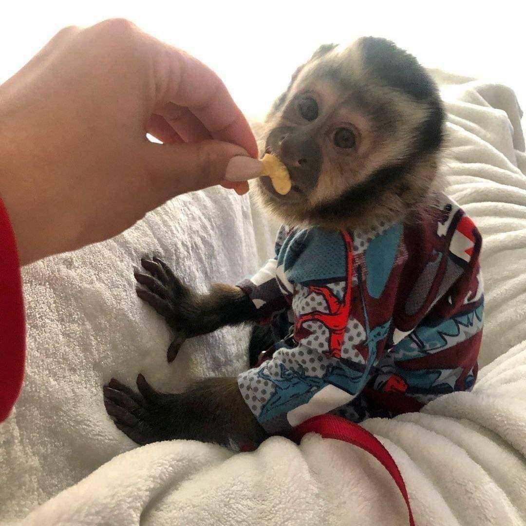 Our little capuchin and marmoset monkeys