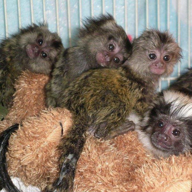 Lovely and playful capuchin and marmoset monkeys