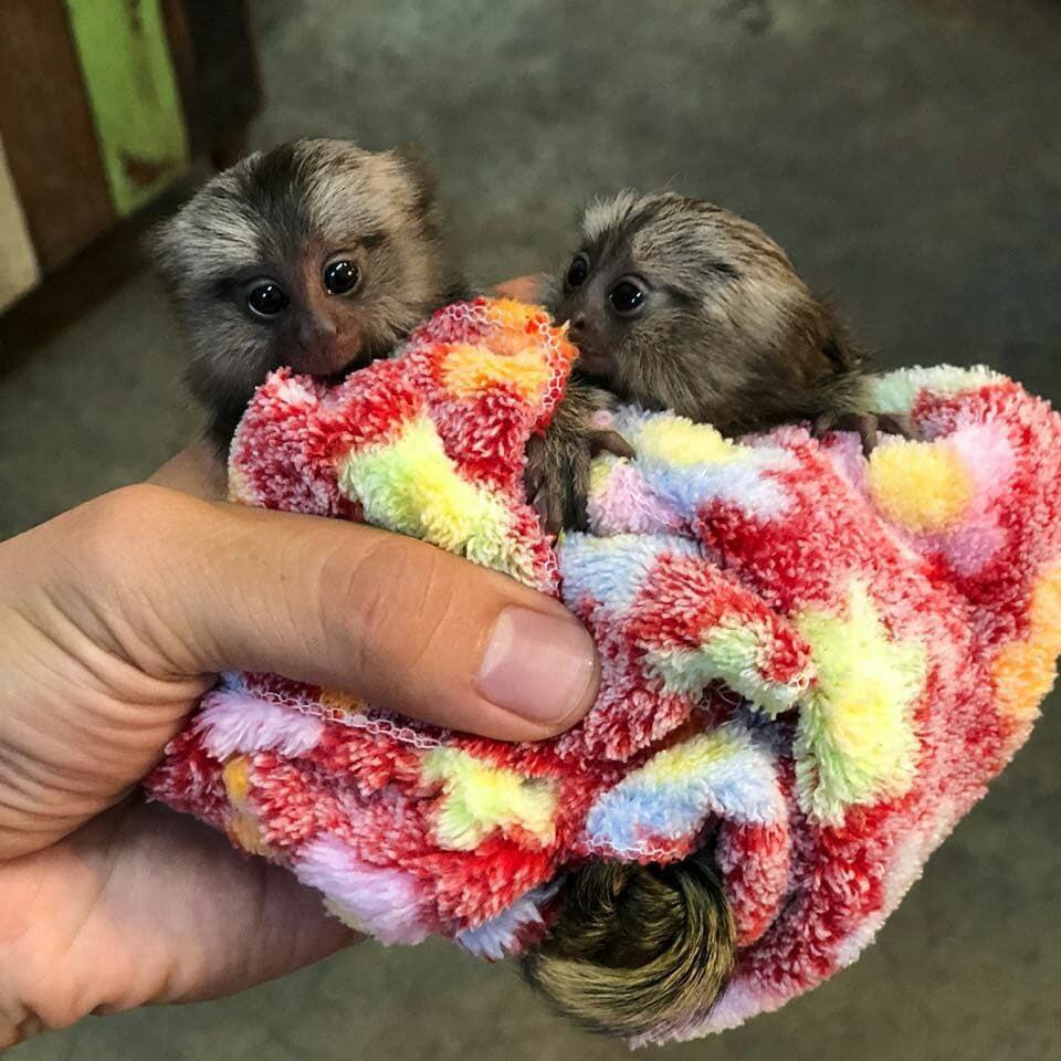Lovely and playful capuchin and marmoset monkeys