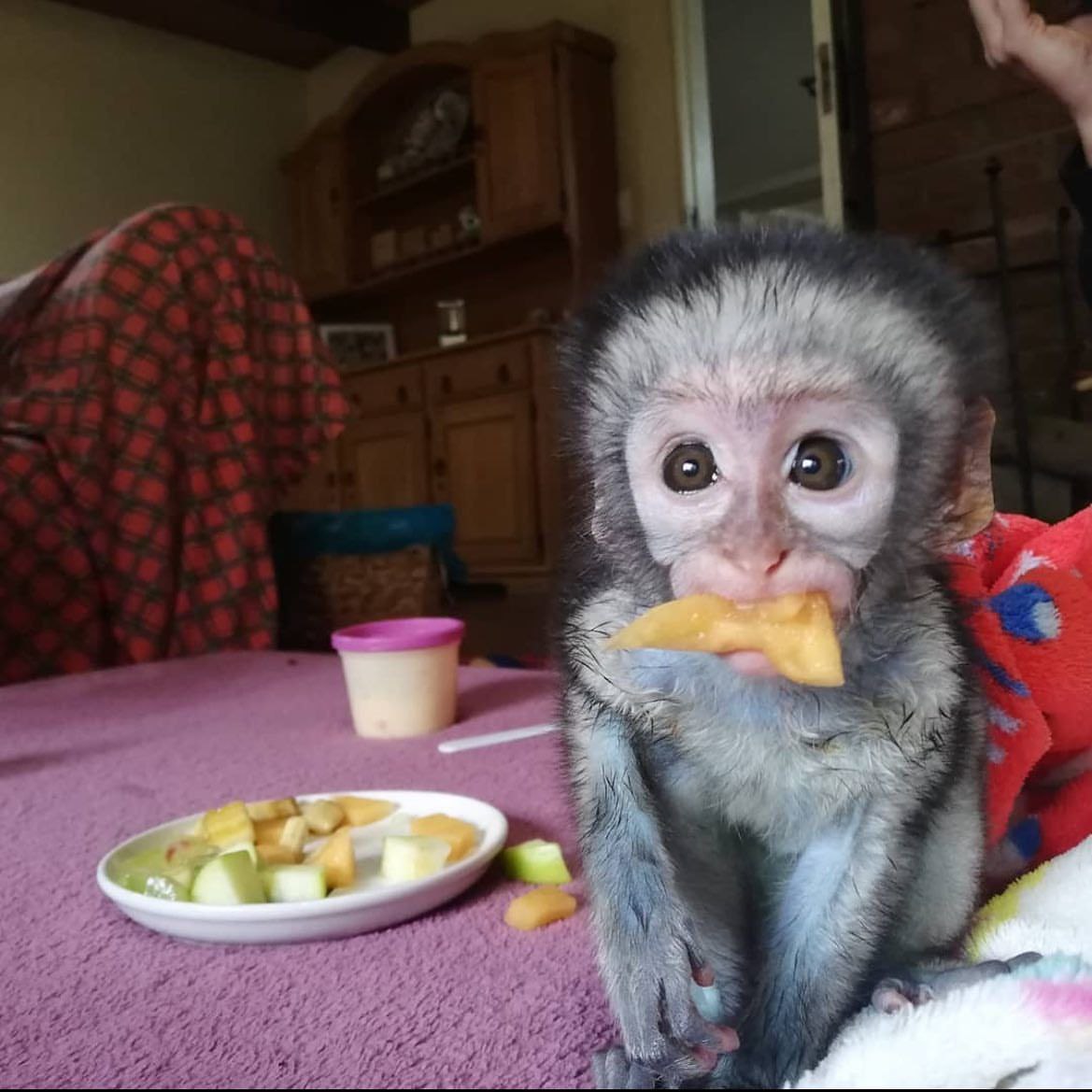 Adorable Capuchin and marmoset