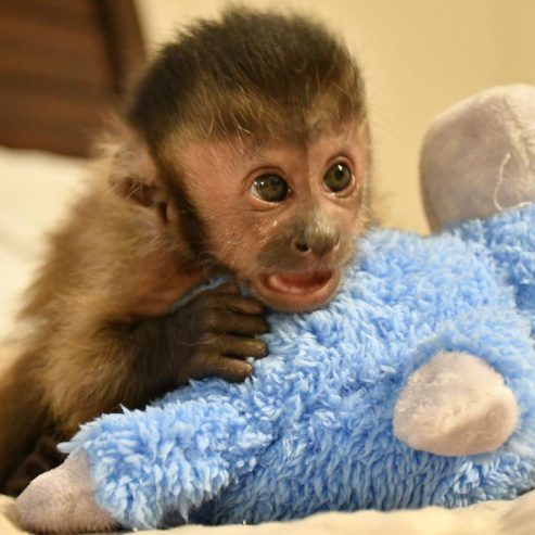 Lovely capuchin monkeys