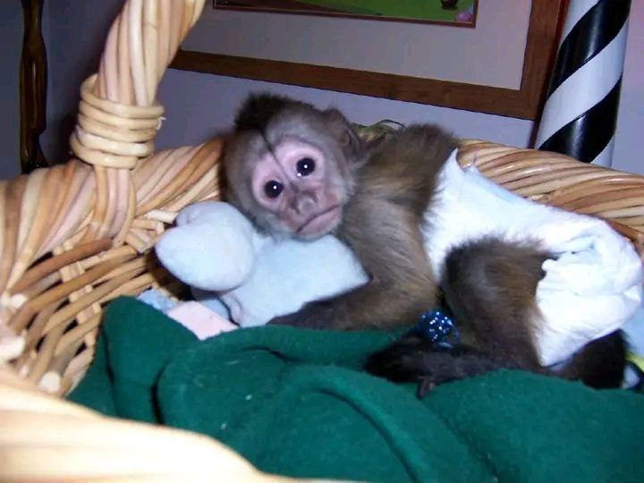 Adorable Capuchin and marmoset
