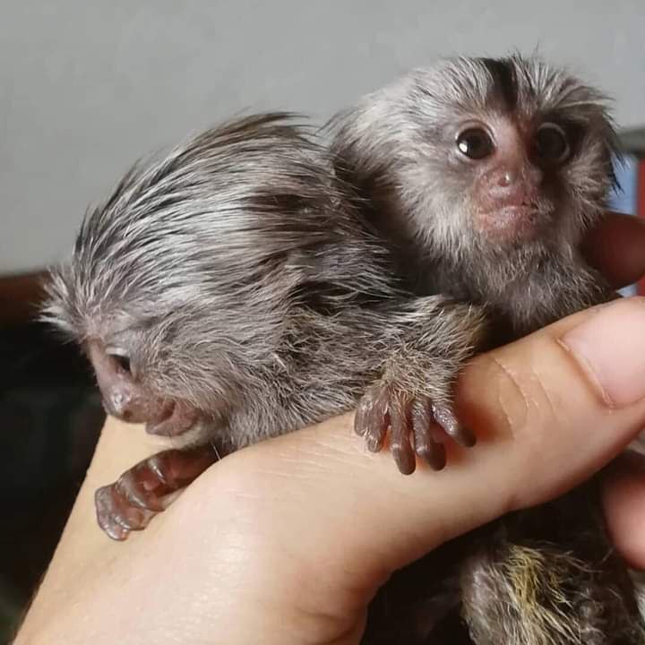 Our little capuchin and marmoset monkeys