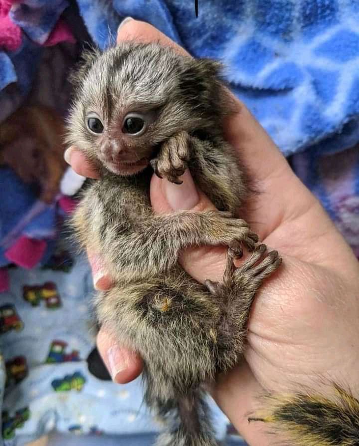 Adorable Capuchin and marmoset