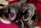 Adorable marmoset monkeys