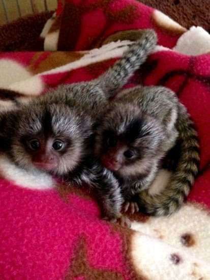 Adorable marmoset monkeys